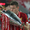Danh thủ Liverpool tập thành VĐV marathon chuyên nghiệp