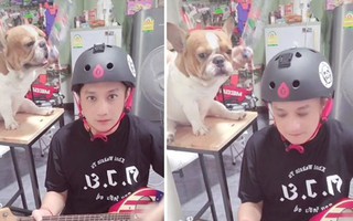 Chàng trai cùng chú chó diễn sâu cover bản nhạc siêu hài hước