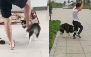 Chú chó Husky 'trả thù' sen vì ngày nhỏ dám bắt nạt