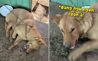 Chú chó diễn sâu giả vờ chết lừa cô chủ
