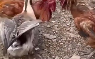 Chú ngỗng can ngăn 2 gà trống đánh nhau