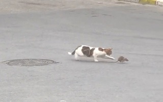 Chuột khổ sở khi bị mèo vờn