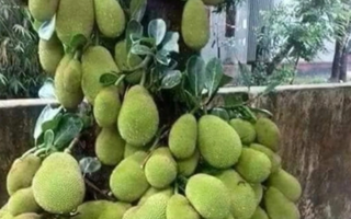 Tuyển tập loạt cây mít 'vỡ kế hoạch' chi chít khiến ai đi ngang cũng thòm thèm