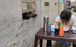 Ảnh vui 31-10: Ăn phở thì nhớ cho tương ớt vô mới ngon, anh trai!
