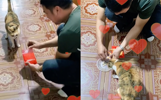 Ông bố đi ăn tiệc gói tôm về cho mèo cưng