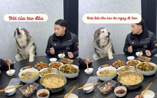 Chú chó đòi sen lấy bát, gắp thịt cho ăn