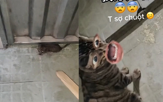 Chú mèo đứng nhìn cô chủ la hét khi bị chuột tấn công