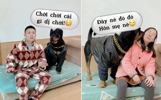 Phản ứng hài hước của chú chó khi bị chủ troll