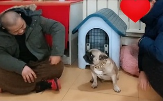 Chú chó hổ báo xa vòng tay sen bỗng ngoan lạ thường