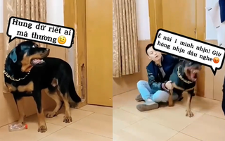 Chú chó tỏ thái độ khi được ông chủ 'bảo kê'