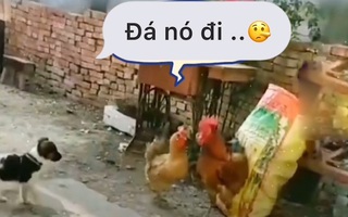 Gà mái nổi quạu vì bị cún con bắt nạt mà bạn đời ngó lơ