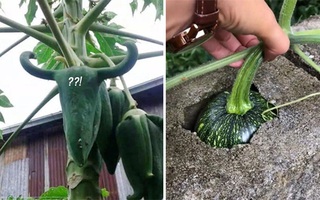 Muôn kiểu 'chọc tức' gia chủ của những loại cây trồng