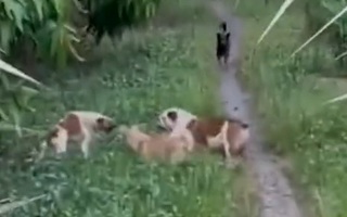 Bị chó rượt đuổi, cô gái về chở boss của nhà ra trả thù
