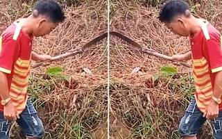 Người đàn ông đứng đơ như tượng vì sợ ong chích