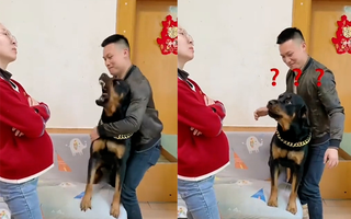 Chú chó chỉ dám hổ báo khi biết có người 'bảo kê'
