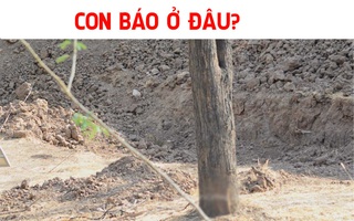 Thử tài tinh mắt: Con báo nằm đâu trong hình?