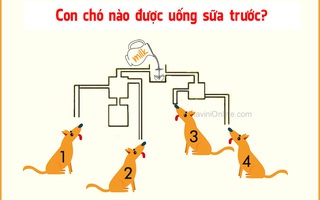 Đố vui: Con chó nào được uống sữa trước?