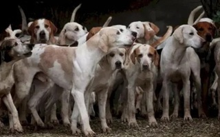 Thử tài tinh mắt: Con hổ ẩn nấp ở đâu giữa bầy chó?