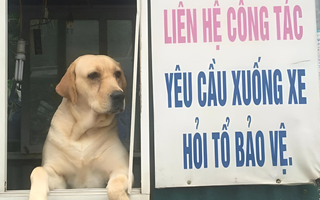 Ảnh vui 16-2: Khách đến liên hệ công tác yêu cầu xuống xe!