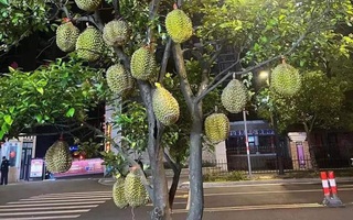 Ảnh vui 20-4: 'Cây sầu riêng' lúc lỉu quả lọt tầm mắt kẻ si tình