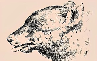 Chỉ 'mắt thần' mới thấy khuôn mặt người đàn ông trong tranh