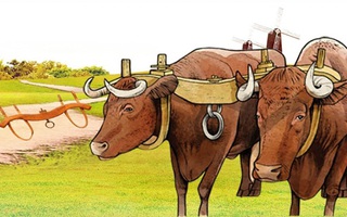 Câu tục ngữ, thành ngữ 'khó nhằn' này là gì? (P25)