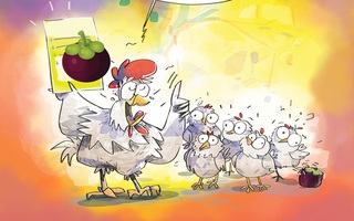 Gà mẹ cấm con chơi... măng cụt