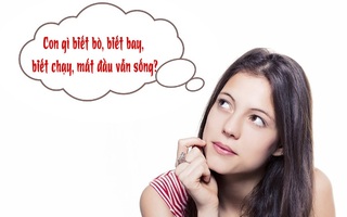 Câu đố hack não: Con gì biết bò, biết bay, biết chạy, mất đầu vẫn sống?