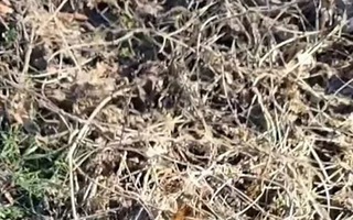 Con mèo đang ẩn mình ở đâu trong lùm cây?