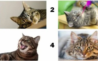 Quiz: Bạn đang che giấu điều gì trong tính cách của mình?