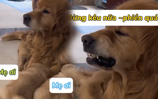 Những chú chó lần đầu làm mẹ siêu hài hước
