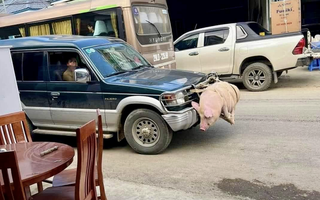 Ảnh vui mùng 3 Tết: Cảnh báo va chạm xịn, đụng vào là kêu 'éc éc'