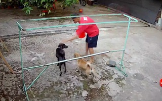 Hai chú chó đánh nhau vì tưởng được sen cho phép