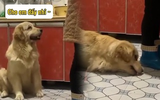 Những chú chó ăn vụng siêu hài hước