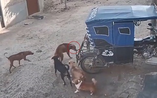 Chú chó hổ báo bắt nạt đồng bọn bị đánh hội đồng