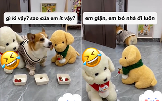 Chú chó giận dỗi khi ông chủ đối xử không công bằng