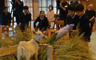 Trường học Nhật Bản tuyển chú dê con làm học sinh