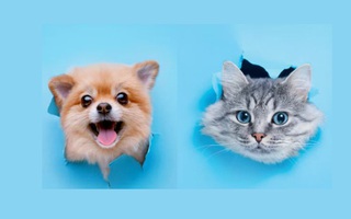 Quiz: Con vật yêu thích bộc lộ tính cách con người bạn