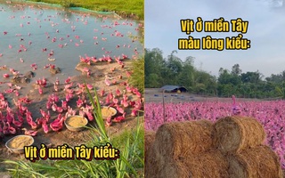 Độc lạ đàn vịt màu hồng ở miền Tây