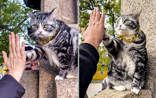 Chú mèo này có trò gì khiến nhiều người phải xếp hàng để gặp?