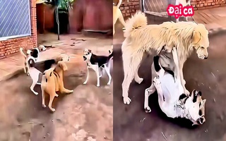 Chó 'đại ca' xử lý đồng bọn hổ báo một nốt nhạc
