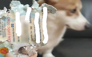 Chú chó xứng đáng nhận 10 'phiếu bé ngơ'