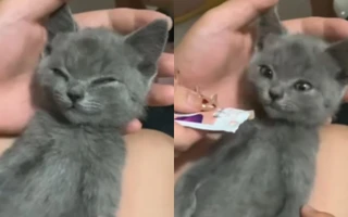 Phản ứng đáng yêu của những chú mèo khi ngửi mùi món ăn khoái khẩu