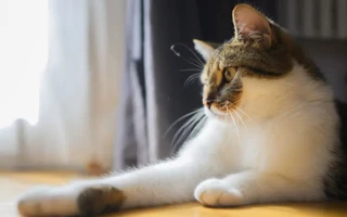 Bị kiện vì thường xuyên cho mèo nhà hàng xóm ăn