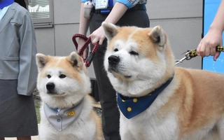 Bổ nhiệm 2 chú chó Akita làm giám đốc sân bay