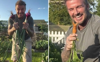 Khoe vườn rau tự trồng, Beckham được fan gọi 'nông dân hot nhất nước Anh'