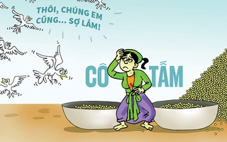 Cô Tấm ra ngoài đời thực
