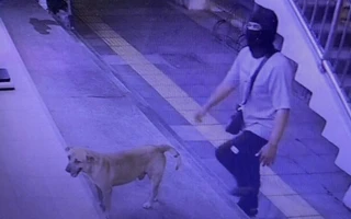 Mang chó cưng cùng đi cướp, thanh niên Thái 'vui được đúng 2 ngày'
