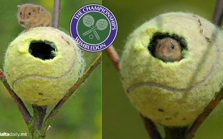Bóng Wimbledon được tái chế làm ‘nhà’ cho chuột