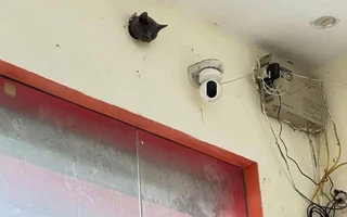 Ảnh vui 31-7: Chiếc camera chạy bằng pate, không tua lại được nhưng 'đắt giá'